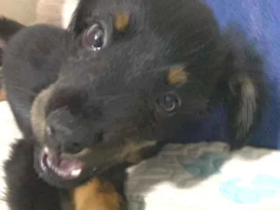 Cachorro raça SRD-ViraLata idade 2 a 6 meses nome Mia
