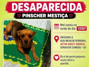 Cachorro raça SRD-ViraLata idade  nome Mel