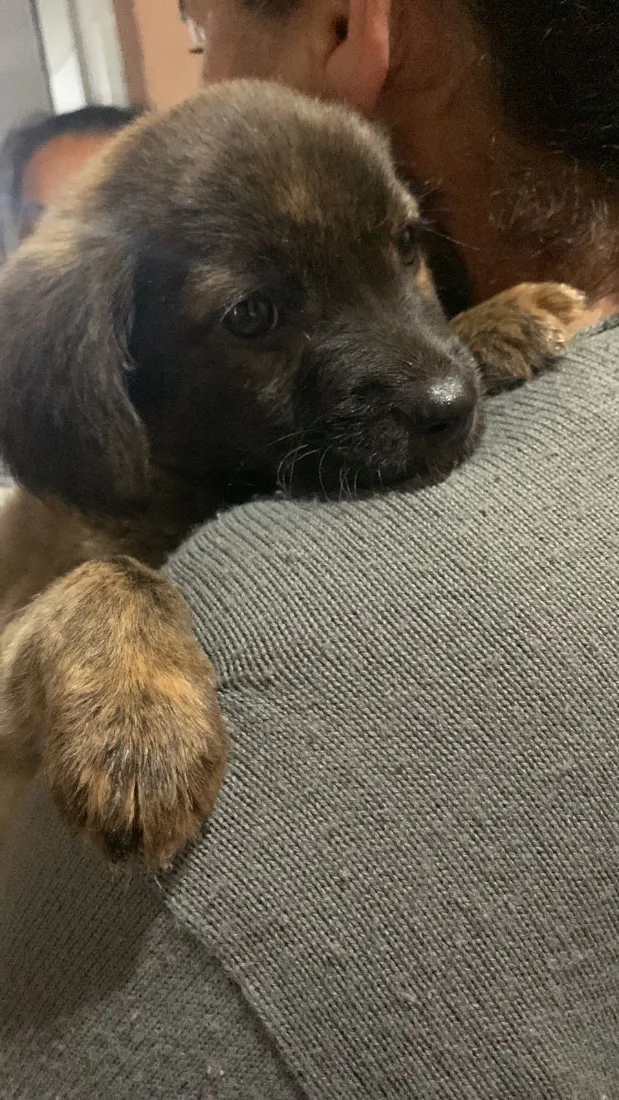 Cachorro raça SRD-ViraLata idade 2 a 6 meses nome Vitória