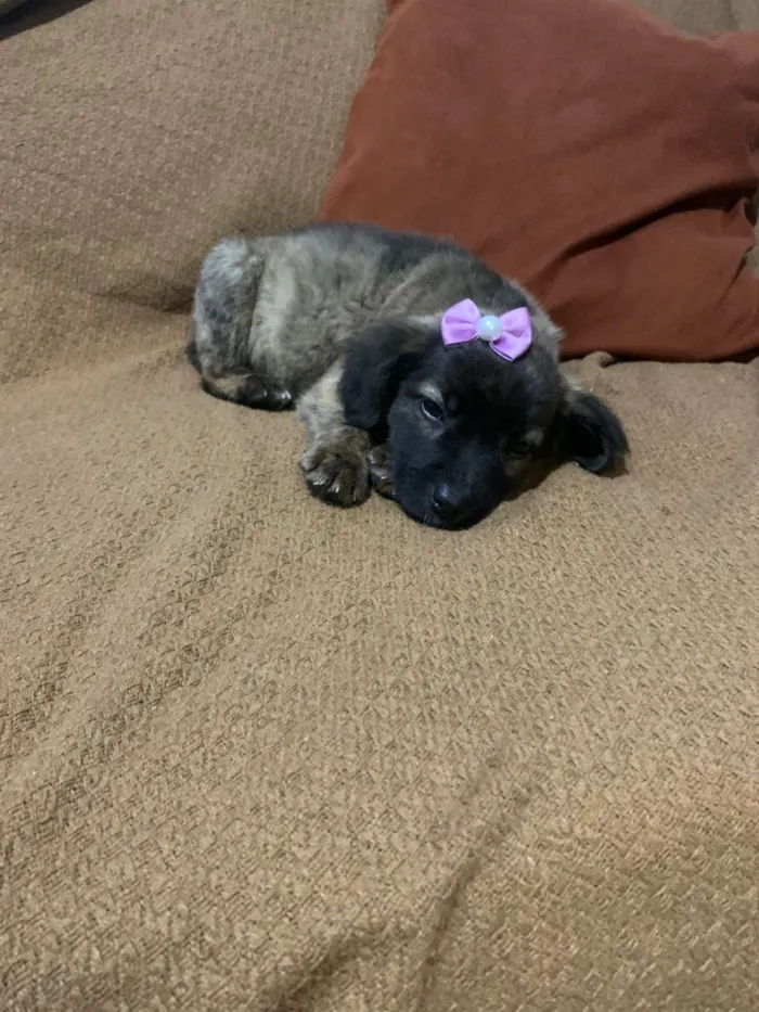 Cachorro raça SRD-ViraLata idade 2 a 6 meses nome Vitória