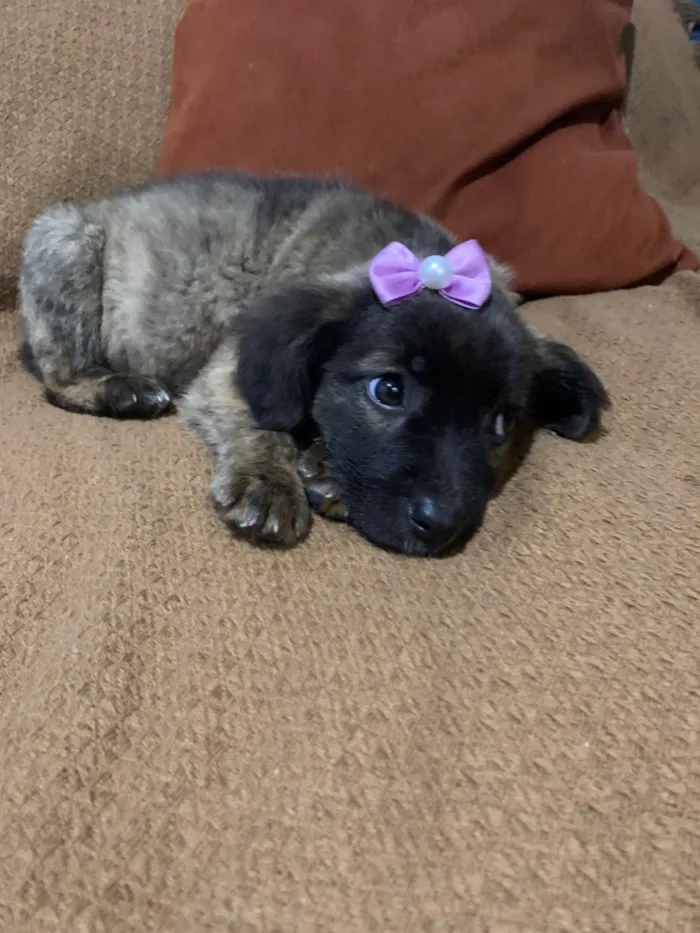 Cachorro raça SRD-ViraLata idade 2 a 6 meses nome Vitória