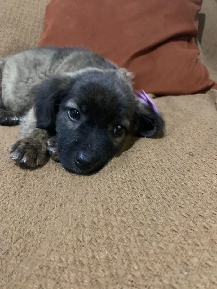 Cachorro raça SRD-ViraLata idade 2 a 6 meses nome Vitória