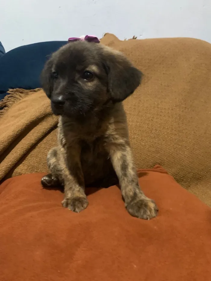 Cachorro raça SRD-ViraLata idade 2 a 6 meses nome Vitória