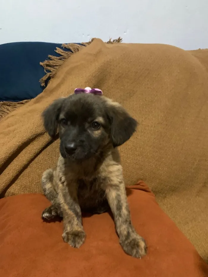 Cachorro raça SRD-ViraLata idade 2 a 6 meses nome Vitória
