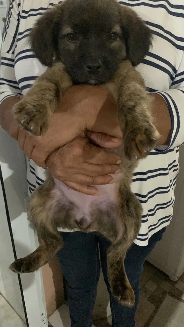 Cachorro raça SRD-ViraLata idade 2 a 6 meses nome Vitória