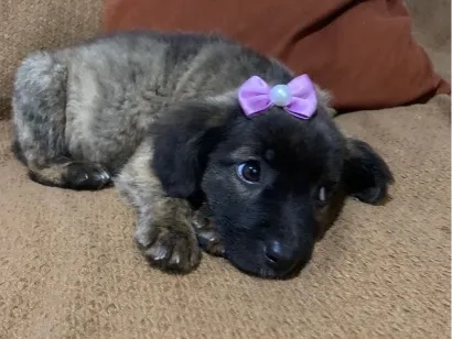 Cachorro raça SRD-ViraLata idade 2 a 6 meses nome Vitória