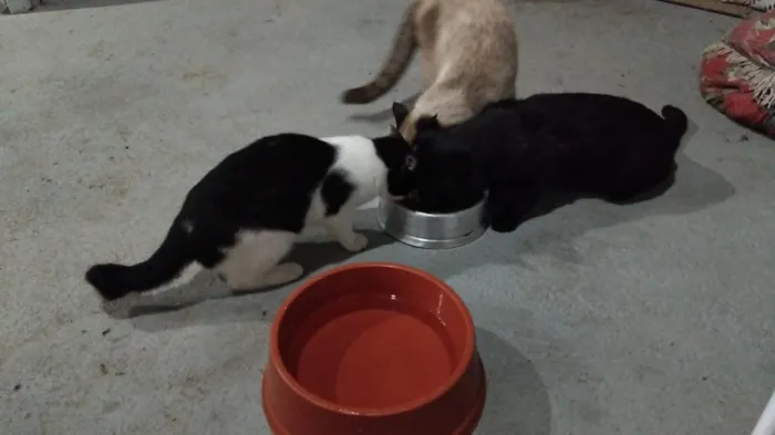 Gato raça SRD-ViraLata idade 2 a 6 meses nome zulma e sua filhotinha