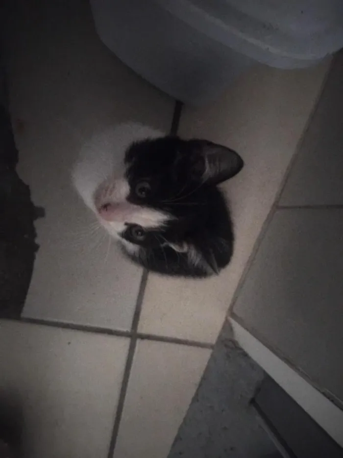 Gato raça SRD-ViraLata idade 2 a 6 meses nome zulma e sua filhotinha