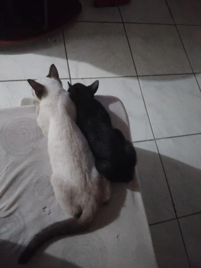 Gato raça SRD-ViraLata idade 2 a 6 meses nome zulma e sua filhotinha
