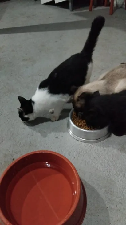 Gato raça SRD-ViraLata idade 2 a 6 meses nome zulma e sua filhotinha