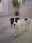 Nina