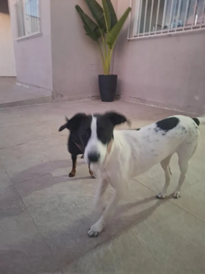 Cachorro raça SRD-ViraLata idade 2 a 6 meses nome Nina