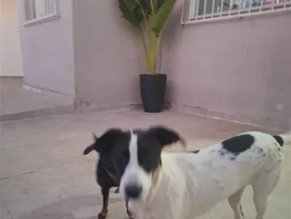 Cachorro raça SRD-ViraLata idade 2 a 6 meses nome Nina