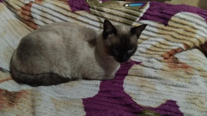 Gato raça Siamês idade 7 a 11 meses nome Pulma