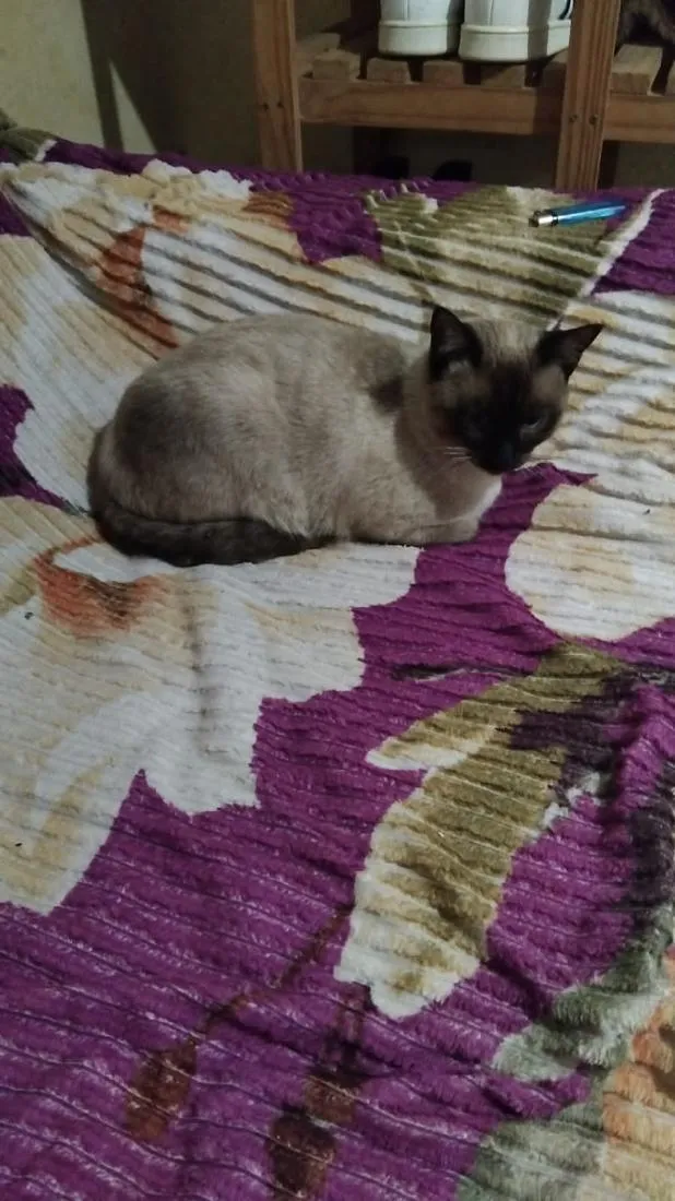 Gato raça Siamês idade 7 a 11 meses nome Pulma