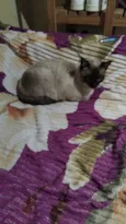 Pulma