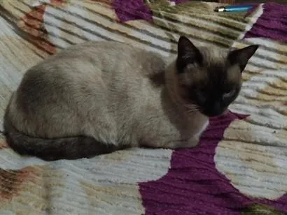 Gato raça Siamês idade 7 a 11 meses nome Pulma