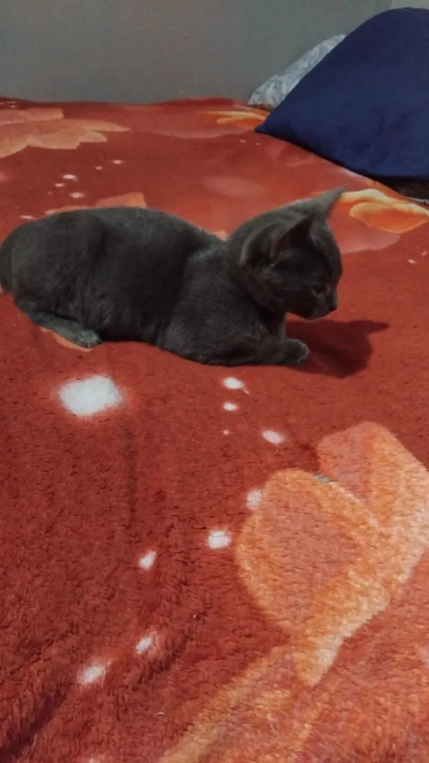 Gato raça SRD-ViraLata idade 2 a 6 meses nome Gatinho cinza