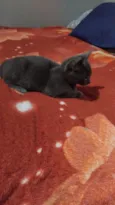Gatinho cinza