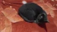 Gatinho cinza