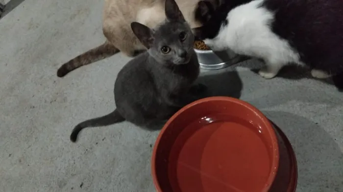 Gato raça SRD-ViraLata idade 2 a 6 meses nome Gatinho cinza