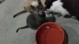 Gatinho cinza