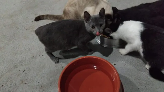 Gato raça SRD-ViraLata idade 2 a 6 meses nome Gatinho cinza