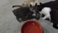 Gatinho cinza