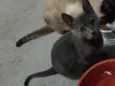 Gatinho cinza