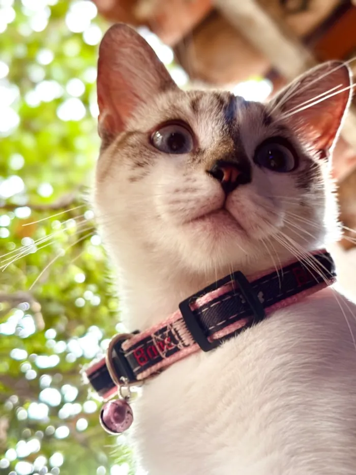 Gato raça Siamês idade 2 anos nome Marrie 