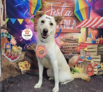 Cachorro raça SRD-ViraLata idade 1 ano nome Zury 