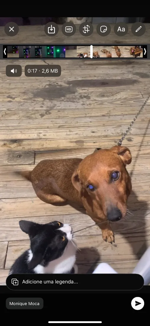 Cachorro raça SRD-ViraLata idade 1 ano nome Toby