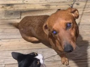 Cachorro raça SRD-ViraLata idade 1 ano nome Toby