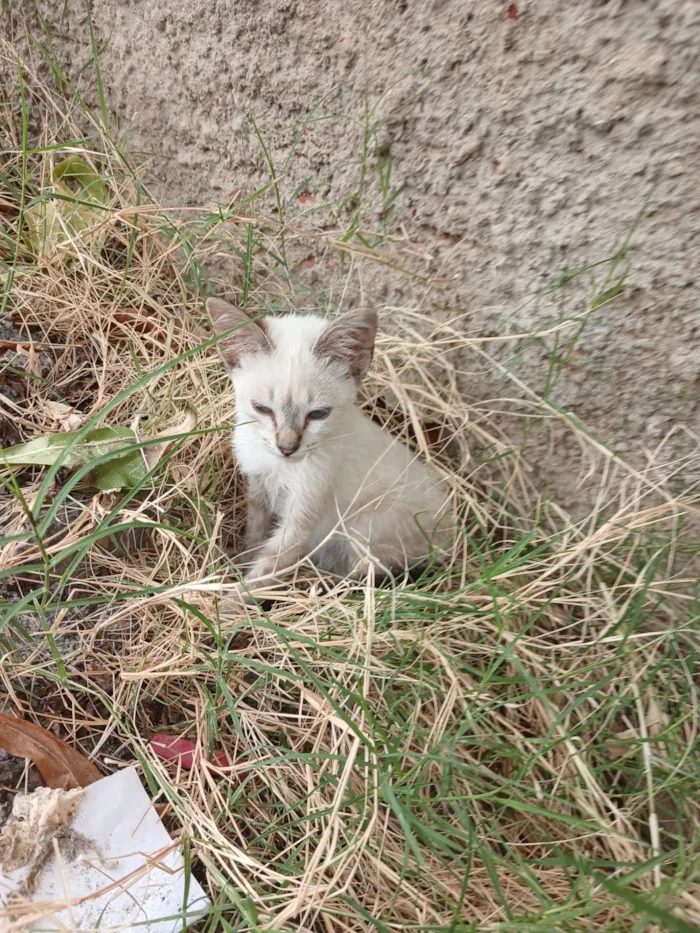Gato raça SRD-ViraLata idade 2 a 6 meses nome Yuki