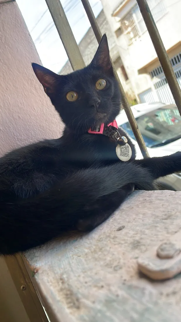 Gato raça SRD-ViraLata idade 7 a 11 meses nome Amora