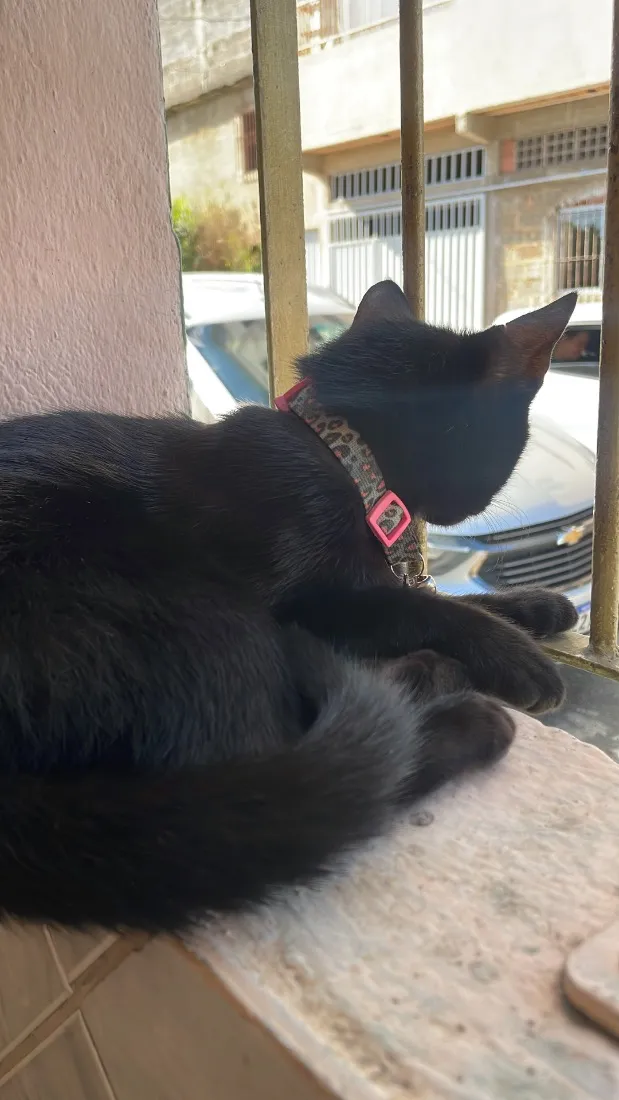 Gato raça SRD-ViraLata idade 7 a 11 meses nome Amora