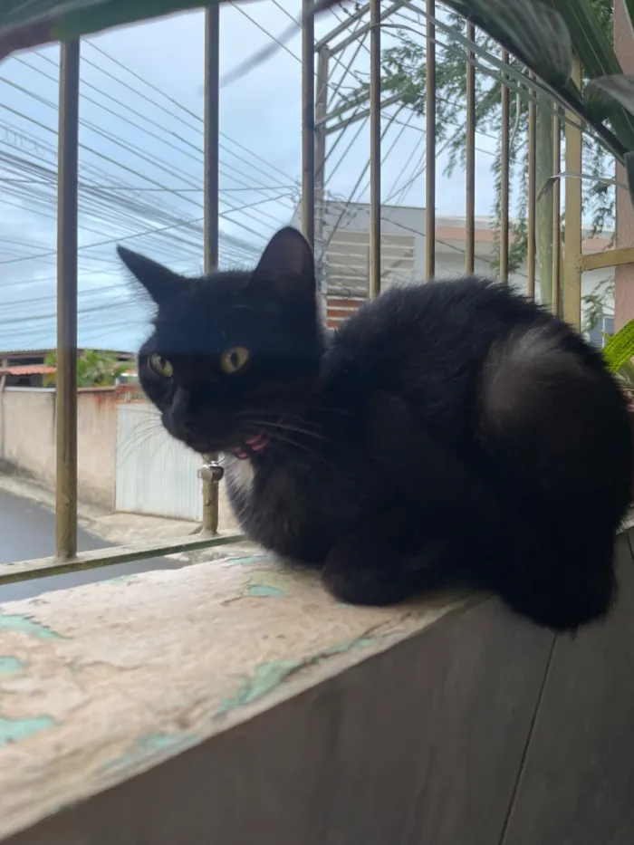 Gato raça SRD-ViraLata idade 7 a 11 meses nome Zara