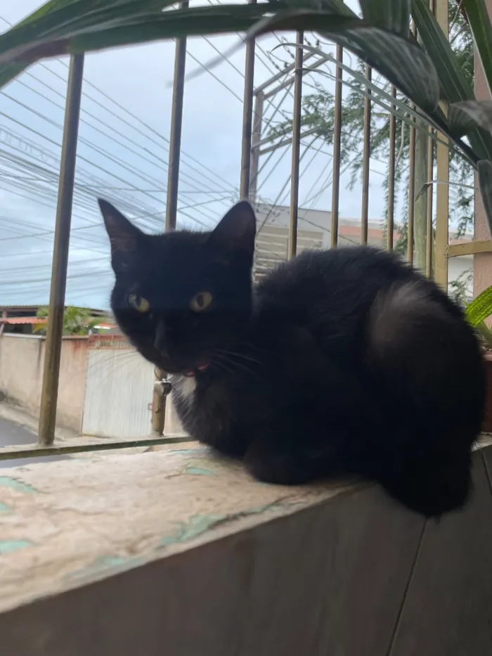 Gato raça SRD-ViraLata idade 7 a 11 meses nome Zara