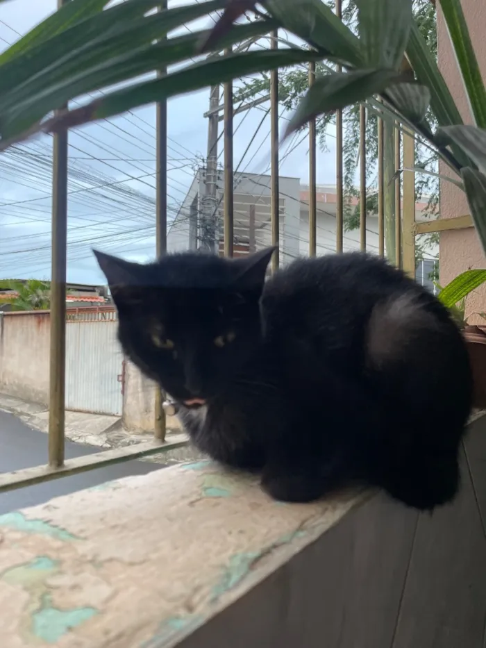 Gato raça SRD-ViraLata idade 7 a 11 meses nome Zara