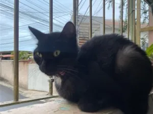 Gato raça SRD-ViraLata idade 7 a 11 meses nome Zara