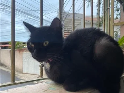 Gato raça SRD-ViraLata idade 7 a 11 meses nome Zara