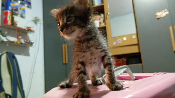 Gato raça SRD-ViraLata idade 2 a 6 meses nome fumaça 