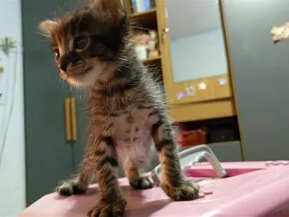 Gato raça SRD-ViraLata idade 2 a 6 meses nome fumaça 