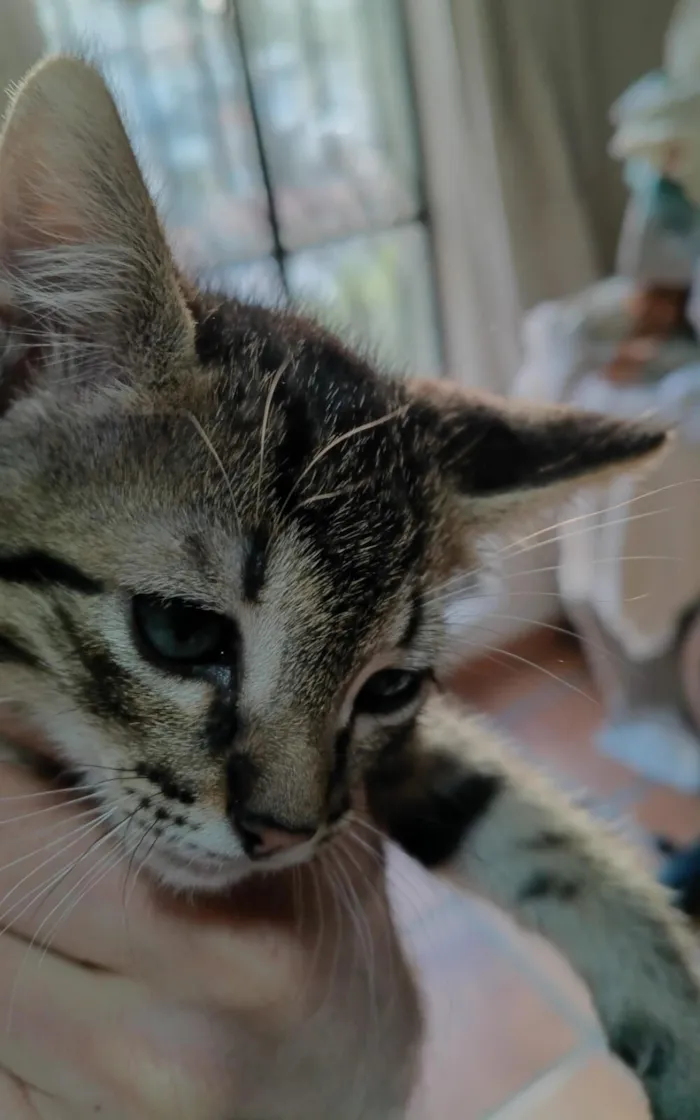 Gato raça SRD-ViraLata idade Abaixo de 2 meses nome Zion e Bob 