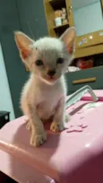 mingau