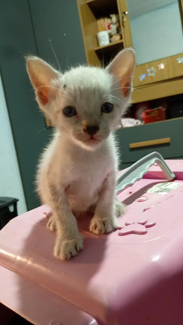 Gato raça SRD-ViraLata idade 2 a 6 meses nome mingau