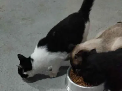 Gato raça SRD-ViraLata idade 2 a 6 meses nome zulma e sua filhotinha