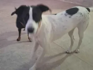 Cachorro raça SRD-ViraLata idade 2 a 6 meses nome Nina