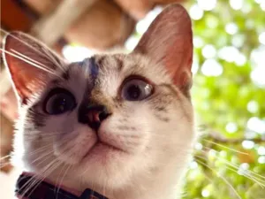 Gato raça Siamês idade 2 anos nome Marrie 