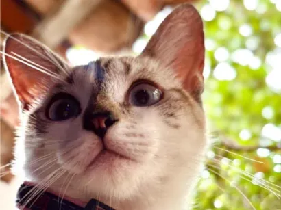Gato raça Siamês idade 2 anos nome Marrie 